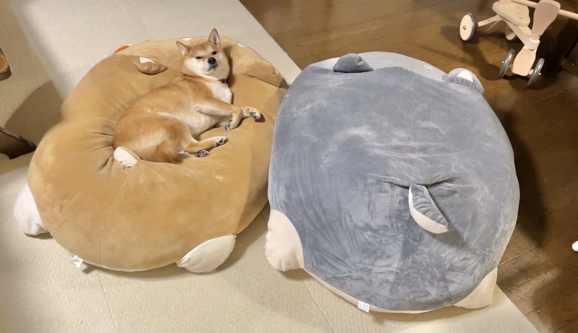 柴犬りんご郎 色違いの柴犬クッションを揃えてみたら ちょくちょく場所が変わってるのが可愛い