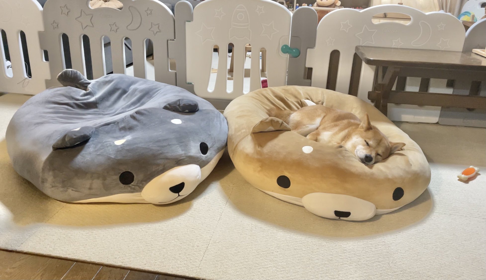 柴犬りんご郎 色違いの柴犬クッションを揃えてみたら ちょくちょく場所が変わってるのが可愛い