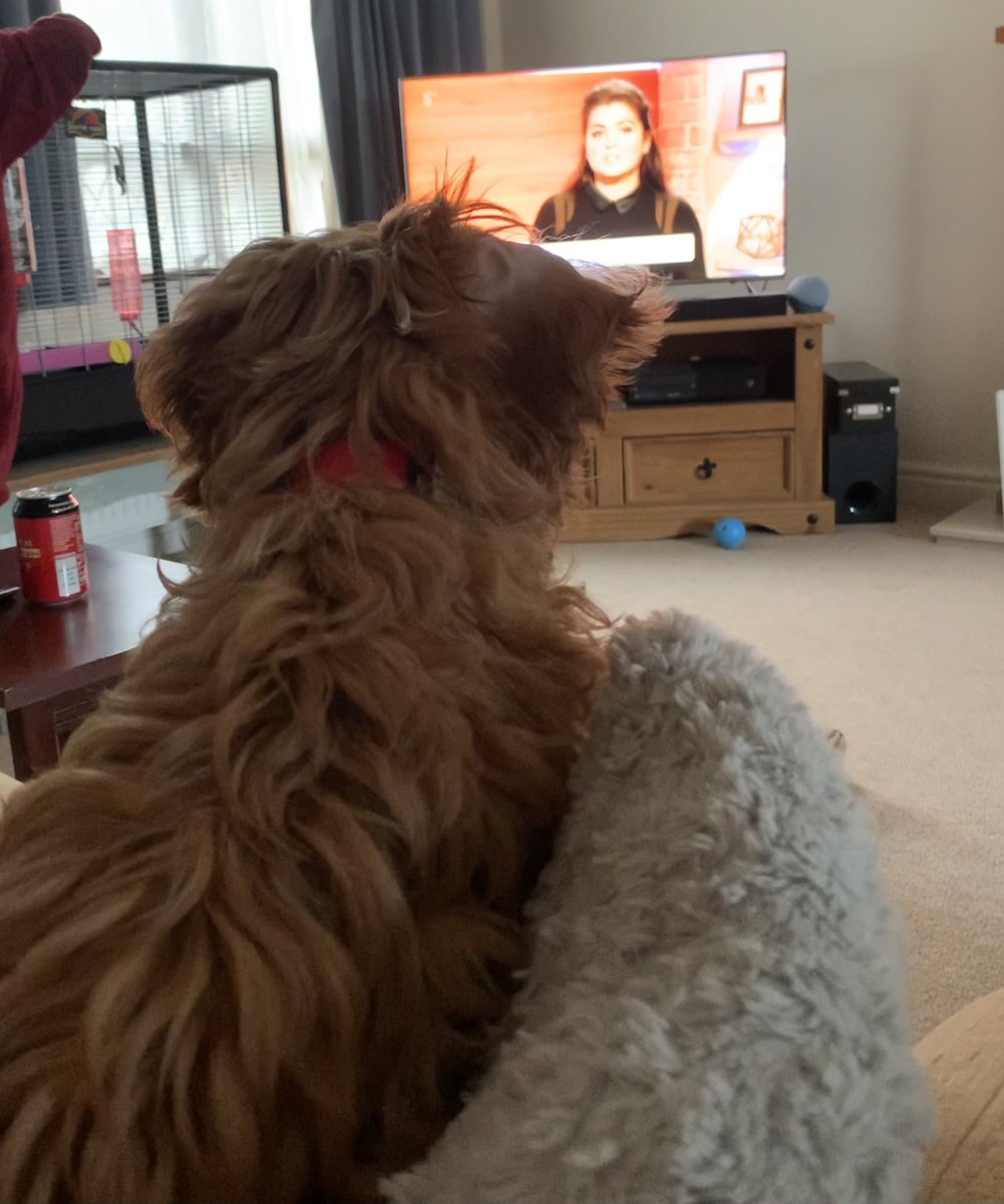 MartinH_20's tweet photo. Seems @StormHuntley has a new fan! He’s never been so quiet in a morning @ladydelaney1 #cavapoo https://t.co/j77ZD4ib3X