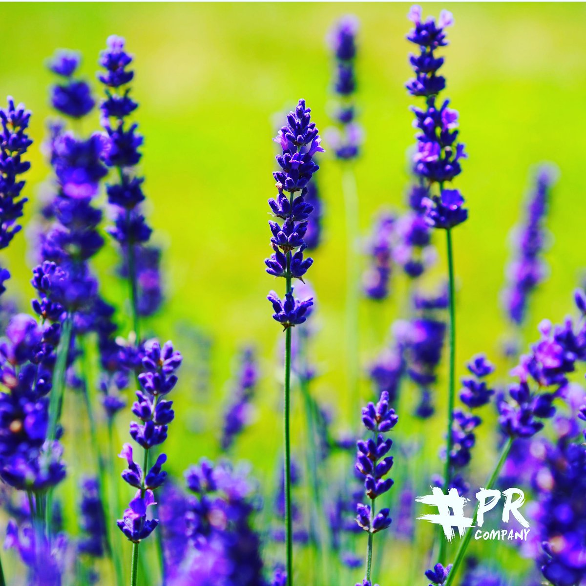 Hashtag_PR's tweet photo. A picture speaks a thousand words... make sure your social media ‘Stands Out’ with stunning branded images 💜 https://t.co/8lBf4iHZ9I https://t.co/He0IYh4sAF