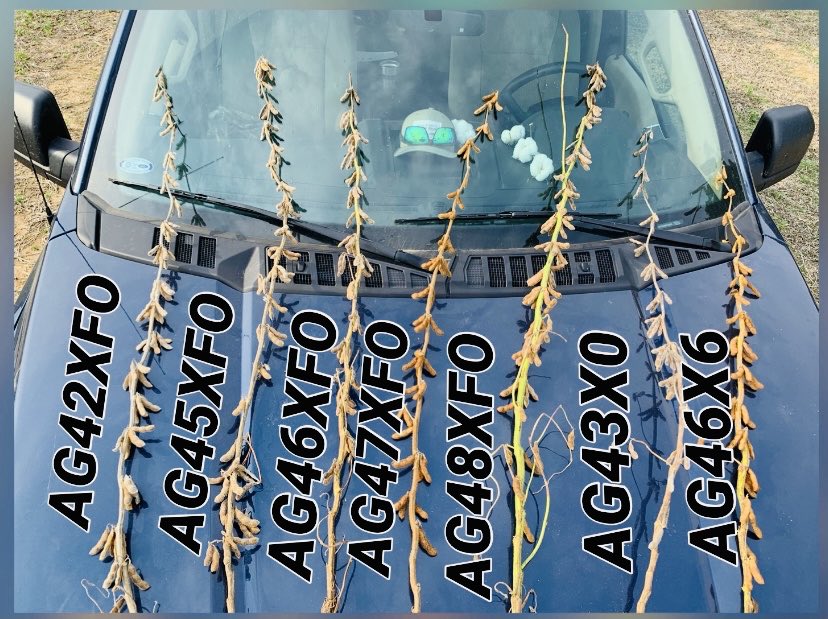 #Asgrow #XtendFlex #WestTN
Performance ✅ 
Flexibility ✅ 
Consistency ✅ 
#plant21 #XFSoy