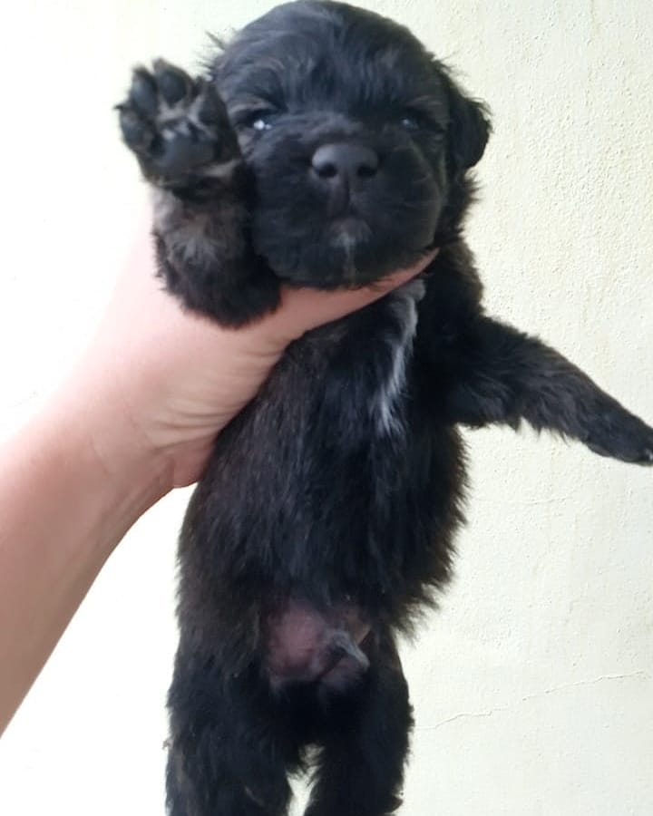 🐕cachorros en adopción 🐕

🐕7 hermanitos de 30 días  recibiendo el desparasitario. Serán tamaño chico a mediano.

Están en Escobar. 

Para #adoptar llena este formulario! forms.gle/wCVMmLYbGWHKSe…
