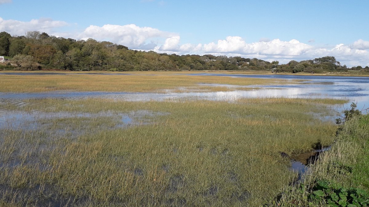 We have some wonderful saltmarshes around the Solent including Lymington & Keyhaven, East Head, Chichester Harbour, Bunny Meadows near Warsash & Yarmouth, Newtown & Bembridge on the Isle of Wight Where is your favourite?  #saltmarsh  #solenthabitats  #habitatweek  #thesolent
