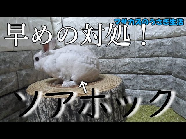 ソアホック Twitter Search