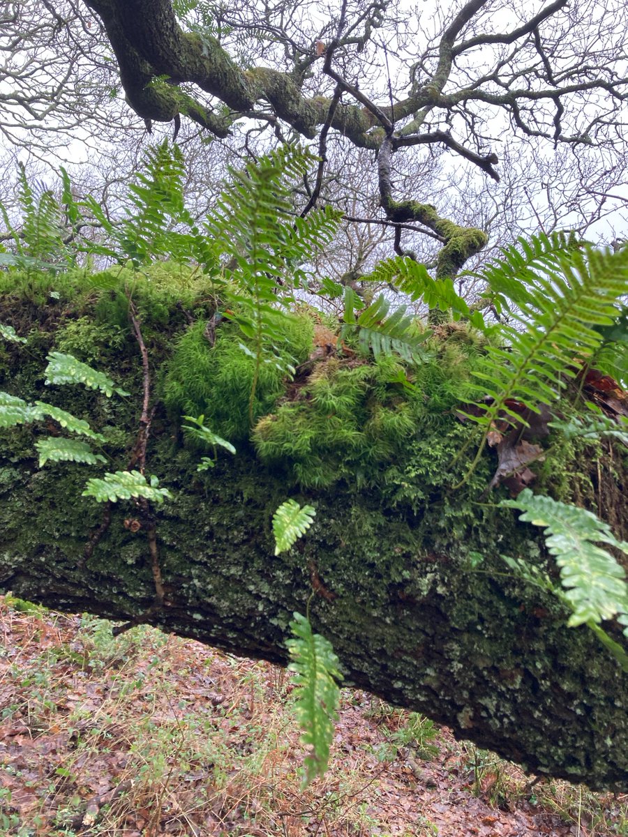 Michael J.Steed tweet media