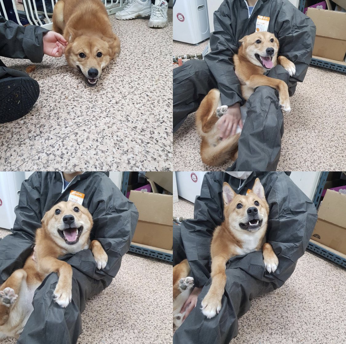 인스타에서 보다가 너무 눈에 밟혀서 여기에라도 올려봅니다,, 
인스타 @starspringdurusummer 프로필에
입양신청 링크 있어요.

(타래로 동영상 추가)