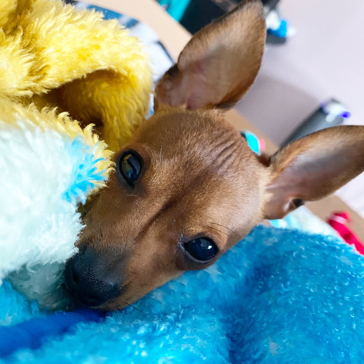 loui_thechi's tweet photo. Why do we need to get out of bed when I can snuggle with you?🥰 #whereisfriday https://t.co/xHVxnGDT4p