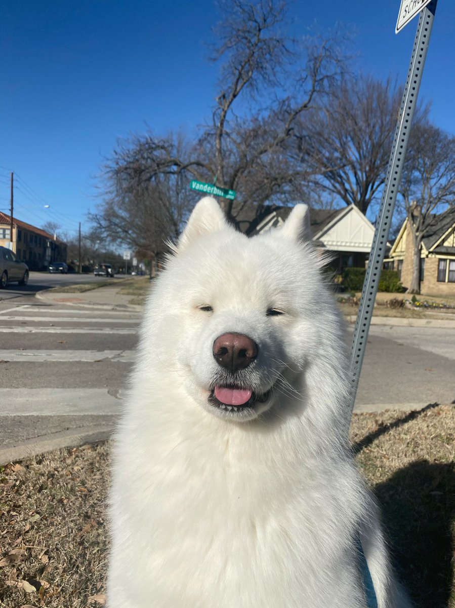 LeonVanSam's tweet image. This street is named after my breeder,
I think, but I’m not much a reader,
So I asked my mother—
Smart like no other—
I guess I might actually need her.