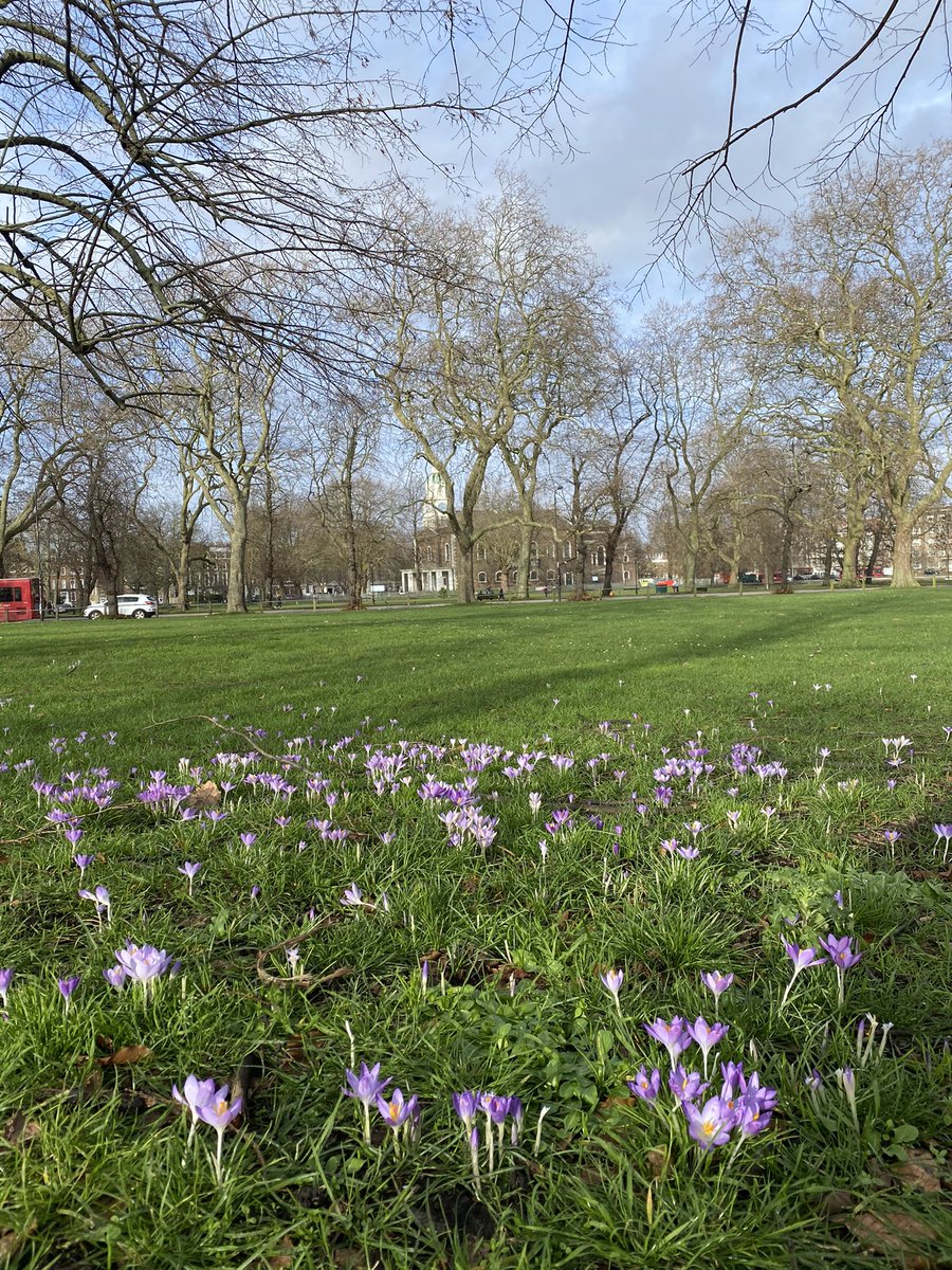 Colour of spring across Clapham Common this week. 🥰

#ClaphamCommon #SpringinLondon 
#LoveClapham #LoveLondon