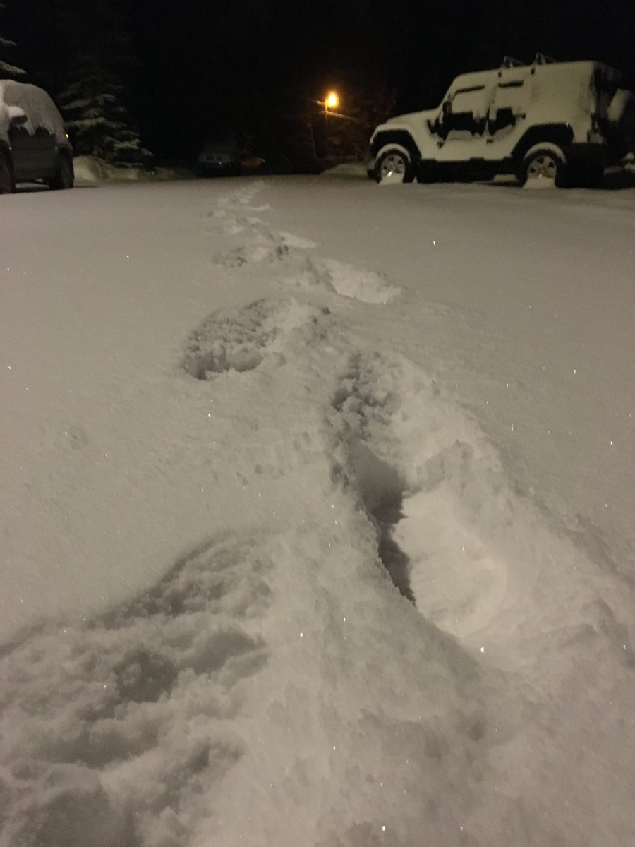Nothing like first tracks after a snowfall 🤣😅