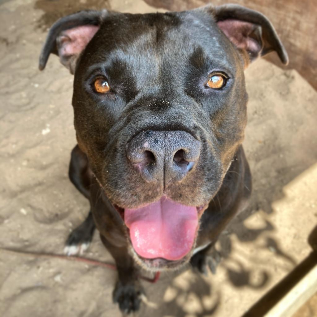 austinpetsalive's tweet photo. Tongues out for Horus! It's been over 2 weeks since this guy's chip-in fund has been started and we've only raised $350 of his $1250 goal. Without your help, Horus can't get the orthopedic surgery he needs to live the puppy life he deserves. Can you help? https://t.co/MeJOpKEM2M https://t.co/i9cDx0Jg0N