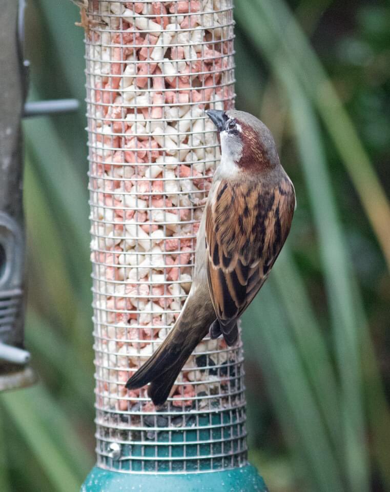 Mike Eccles (@oldgreyheron) on Twitter photo Lots of feeder and surrounds visitors today - a jay in the top of the tree and a house sparrow enjoying the suet nibbles (these are extremely popular with my clientele). <a href="/teesbirds1/">teesbirds</a> <a href="/RSPBSaltholme/">RSPB Saltholme</a> <a href="/Natures_Voice/">RSPB</a> <a href="/BTO_GBW/">BTO Garden BirdWatch</a> <a href="/TeesvalleyLNP/">Tees Valley Nature Partnership</a> <a href="/NE_Northumbria/">Natural England NE</a> <a href="/nybirdnews/">NorthYorksBirdNews</a> <a href="/myeyemyview/">JoanT 🇬🇧</a> Lots of feeder and surrounds visitors today - a jay in the top of the tree and a house sparrow enjoying the suet nibbles (these are extremely popular with my clientele). <a href="/teesbirds1/">teesbirds</a> <a href="/RSPBSaltholme/">RSPB Saltholme</a> <a href="/Natures_Voice/">RSPB</a> <a href="/BTO_GBW/">BTO Garden BirdWatch</a> <a href="/TeesvalleyLNP/">Tees Valley Nature Partnership</a> <a href="/NE_Northumbria/">Natural England NE</a> <a href="/nybirdnews/">NorthYorksBirdNews</a> <a href="/myeyemyview/">JoanT 🇬🇧</a>