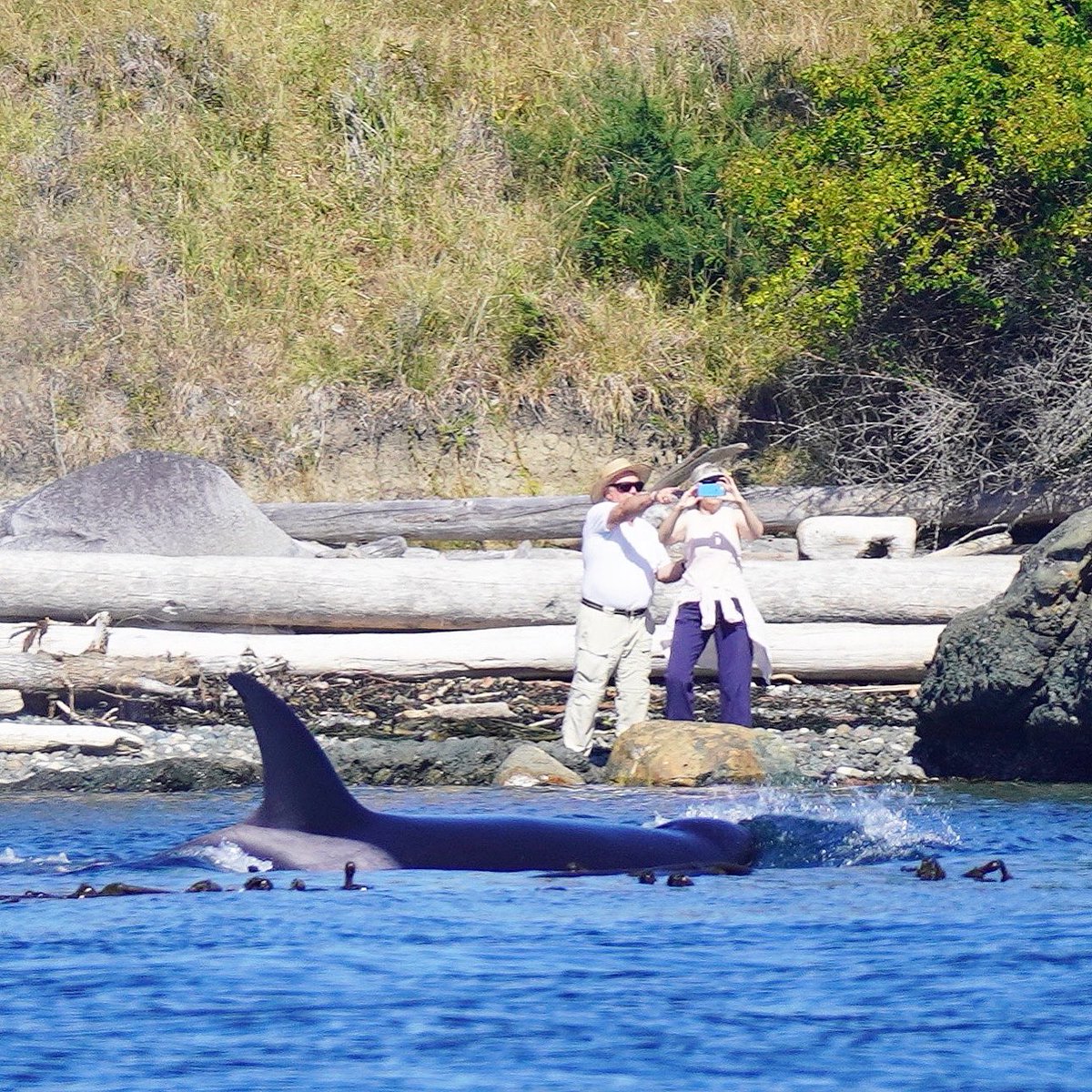 A little to you’re right guys! 😂 Beachgoers on Pender Island had some visitors last summer. 

📷 R. Hayden SSOS 
#salishsea #orca #biggsarethebalance #southerngulfislands #penderisland #killerwhale