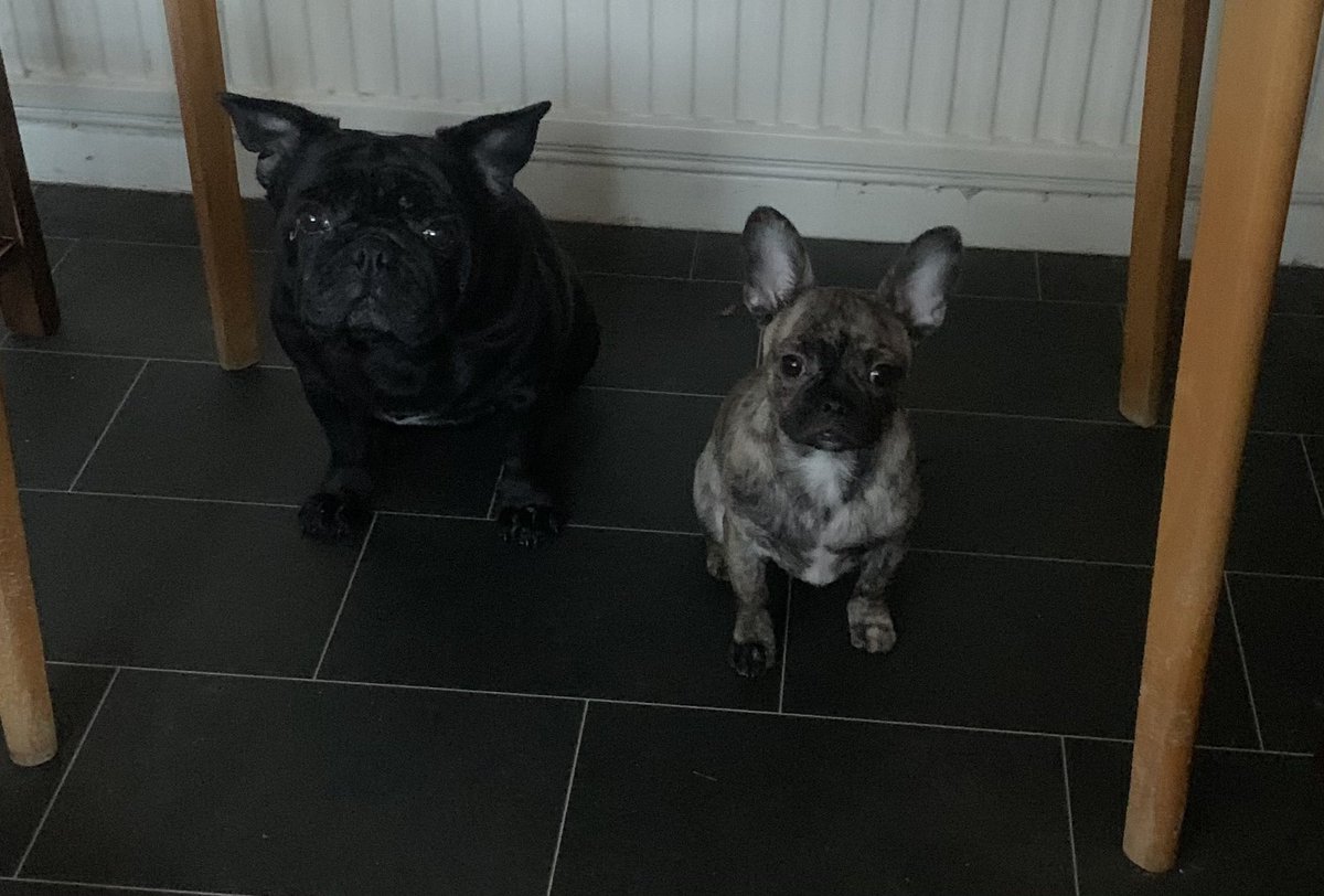 xfrenchiepug's tweet photo. My hoomum wanted to share this pic with you of me and my brother ❤️💙🐶#dogsoftwitter #lovethem #socute #myfurbabies #thoseears #frenchie #pug #frenchie #Chihuahua #crossbreeds #myworld https://t.co/0h1gxwmlM9