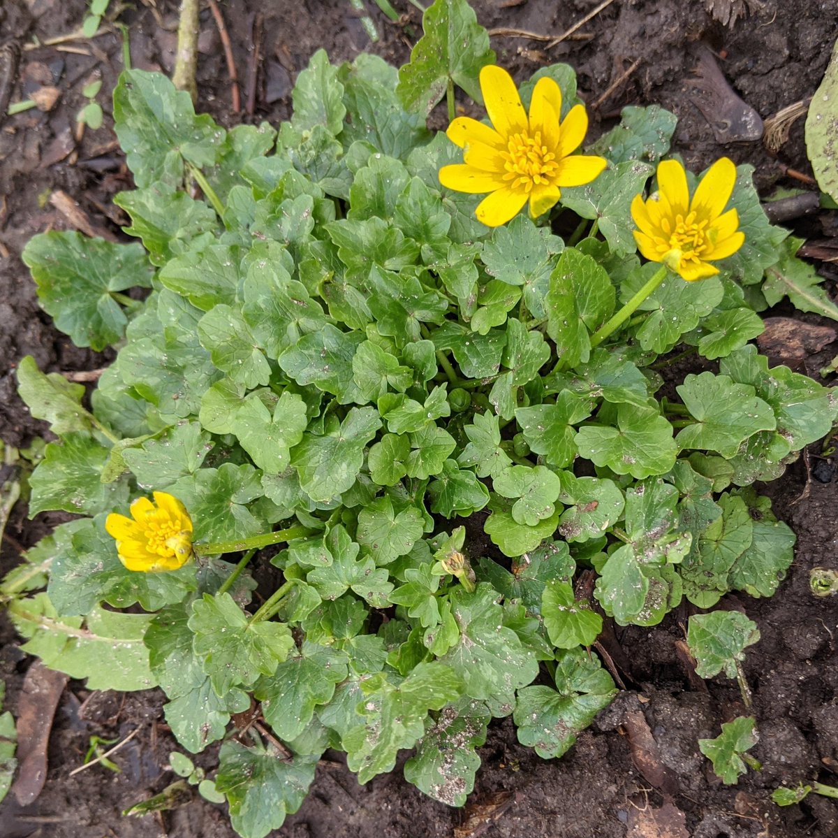 WildflowerUrban's tweet image. The first of this year's Lesser Celandine have begun to pop up. A sure sign of Spring on its way, and a welcome ray of sunshine on these dark and gloomy days 🌻☀️
#firstplantsofspring #lessercelandine