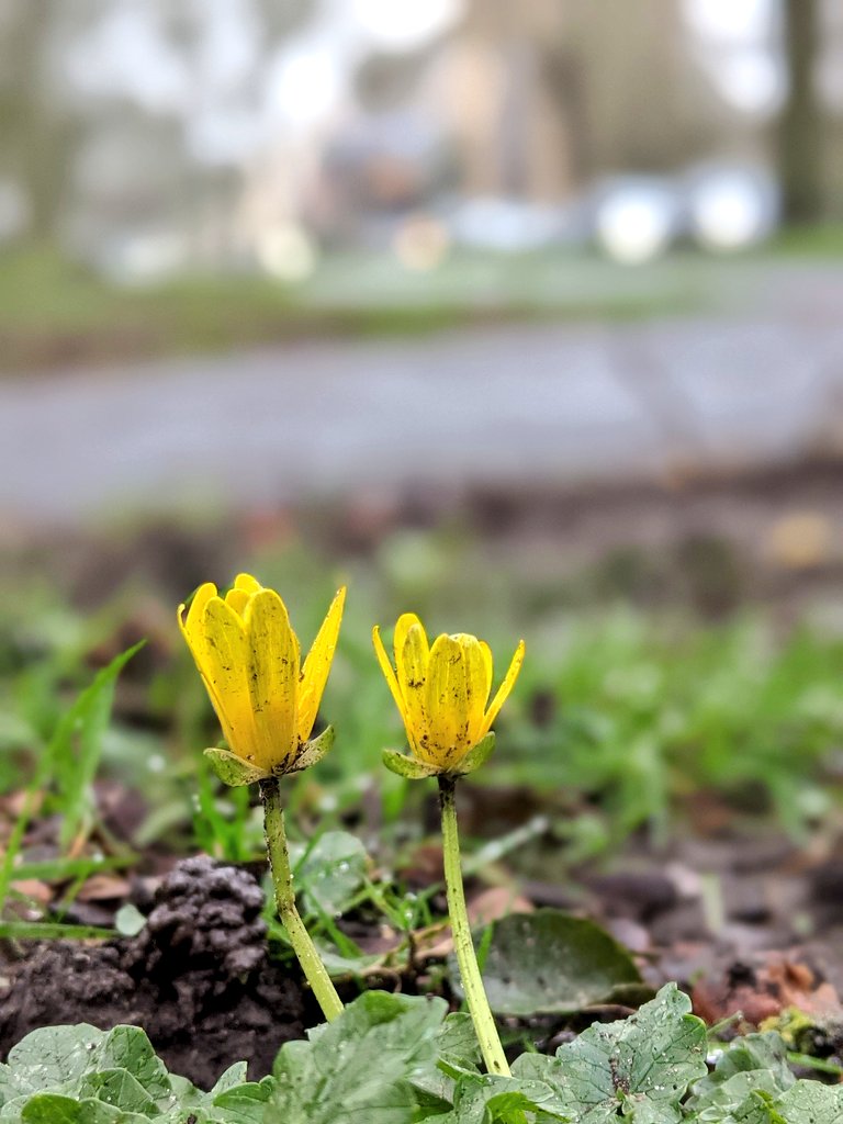 WildflowerUrban's tweet image. The first of this year's Lesser Celandine have begun to pop up. A sure sign of Spring on its way, and a welcome ray of sunshine on these dark and gloomy days 🌻☀️
#firstplantsofspring #lessercelandine