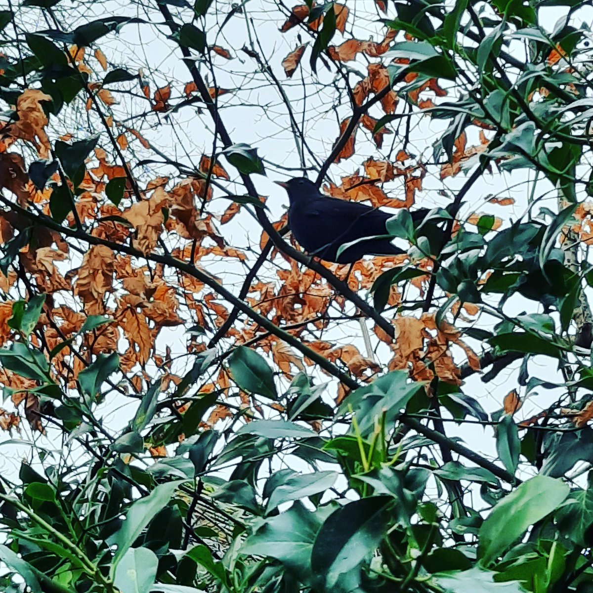 Miranda_AdamsCo's tweet image. Spending time in nature is the perfect way to lift the spirit. Focus on what you can do 🙏💛🌟
#dowhatyoucando #health #nature