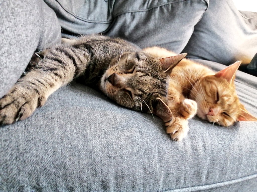 Zoë Paramour tweet media