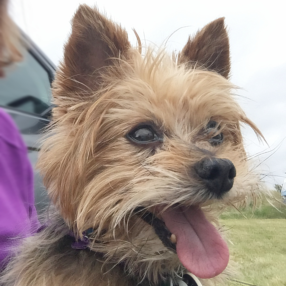 WHAT WE DID DO IN 2020
Aidan’s reaction when we arrived at our campsite on the #jurassiccoast
3 months earlier, the vets didn’t expect him to live. #miracledog

#eype #campingwithdogs #yorkie  #dinosaurfan #dogphotographer #dayoutwithdogs #dorset #outdoorsy #walkingwithdogs