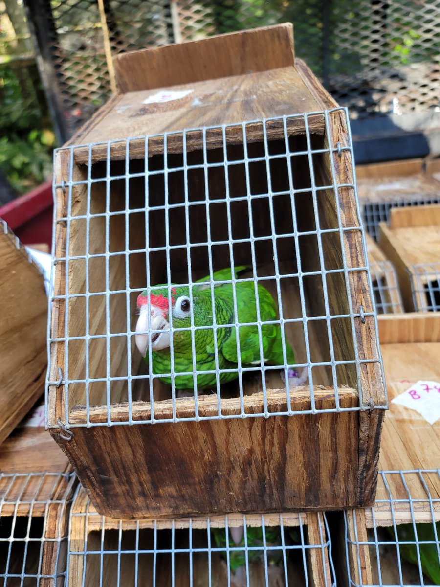 adamonzon's tweet image. ¡Una belleza nuestra cotorra puertorriqueña! Via @DRNAGPR