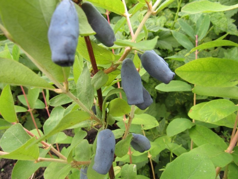 жимолость канадская бореал близзард. жимолость канадская бореал бьюти. жимолость канадская бореал. жимолость бореал описание сорта. жимолость канадская бореал близзард.