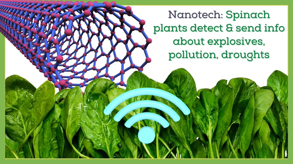 Scientists at @MIT embed #CarbonNanotubes and sensors into spinach plants. With it, #spinach can detect explosives, pollution, even impending droughts and then send this information wirelessly. As #Nanotechnology brings more solutions for humans, critics call for defining limits.