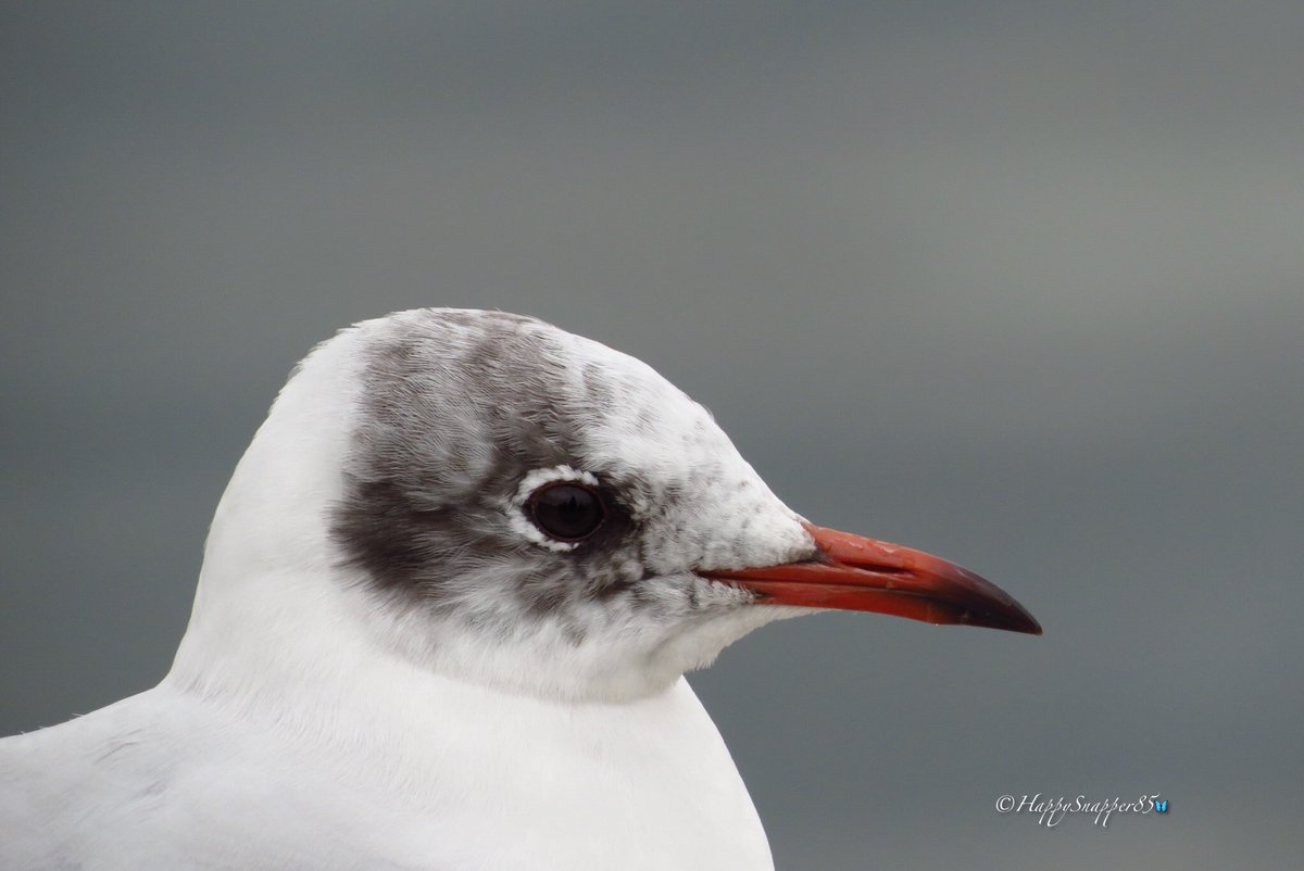 HappySnapper85's tweet photo. Why do I find these Black headed Gulls to be so cute?? 🥰 #TwitterNatureCommunity #birds #naturelover https://t.co/6OMMy1VRME