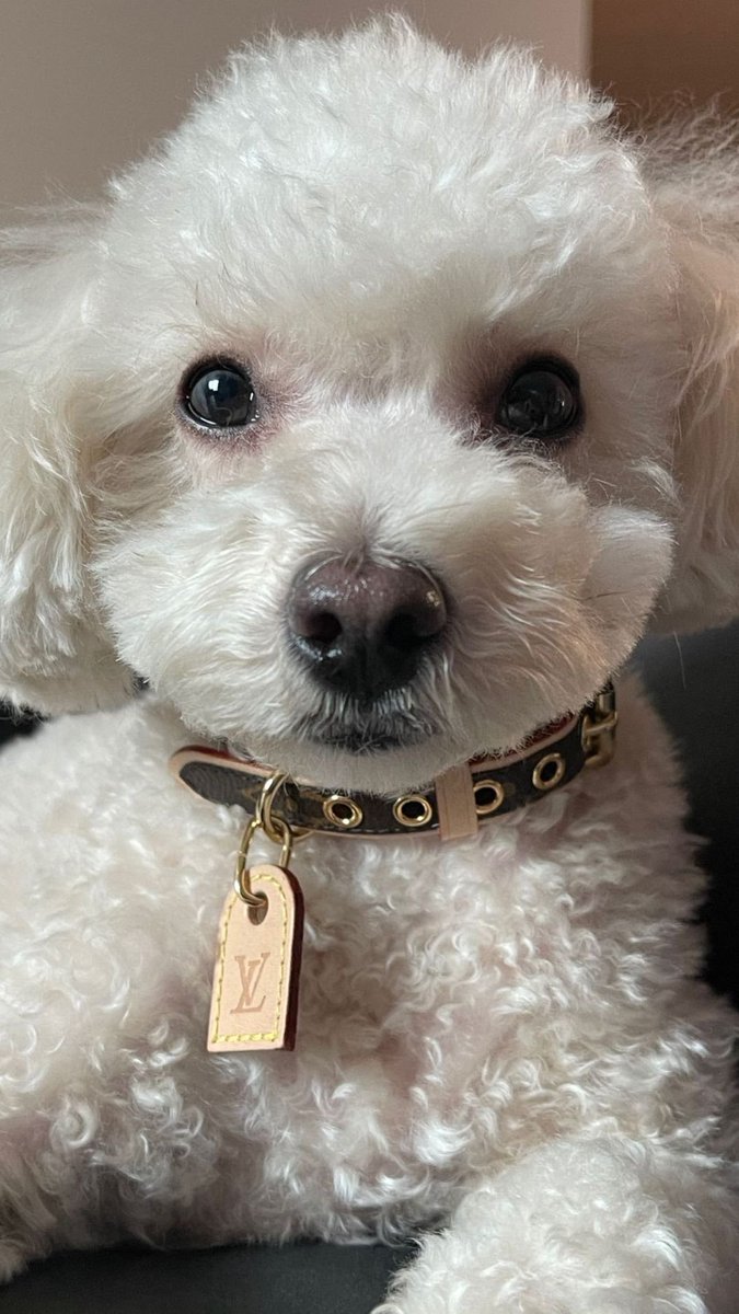 Louis Vuitton BAXTER DOG COLLAR PM