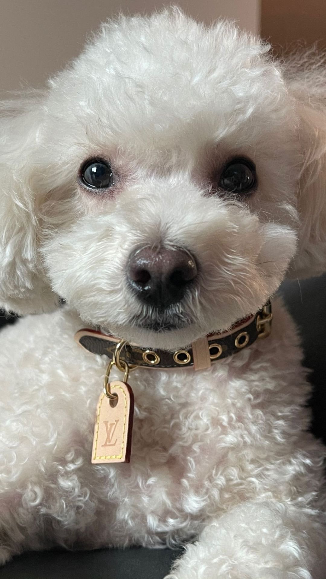 Louis Vuitton Bichon Frise Dog Collar, Bichon Finder