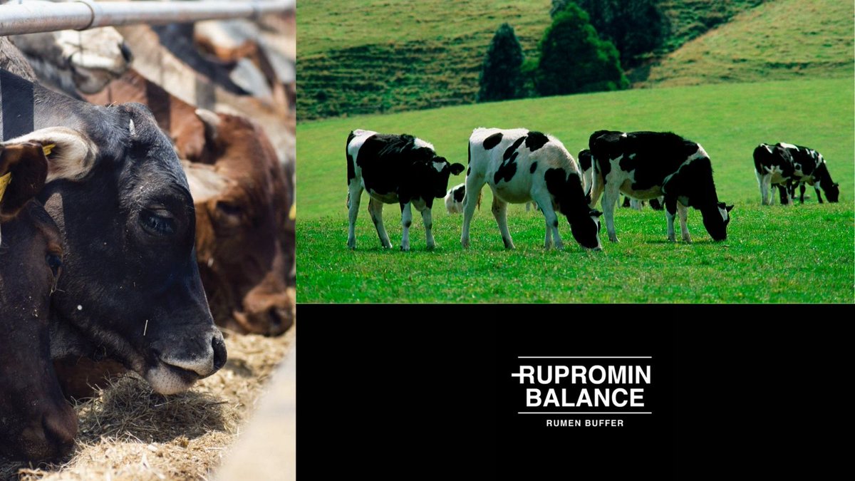 Stockfarmmag's tweet photo. Introducing #RuprominBalance from Cargill’s @Provimi range – the rumen buffer with more than twice the impact of sodium bicarbonate, feeding more than twice the number of animals. For more info visit https://t.co/FqY5kNqIyl.

@CargillAnimal #rumenbuffer #acidosis #animalfeed https://t.co/8n7uBFTsyY