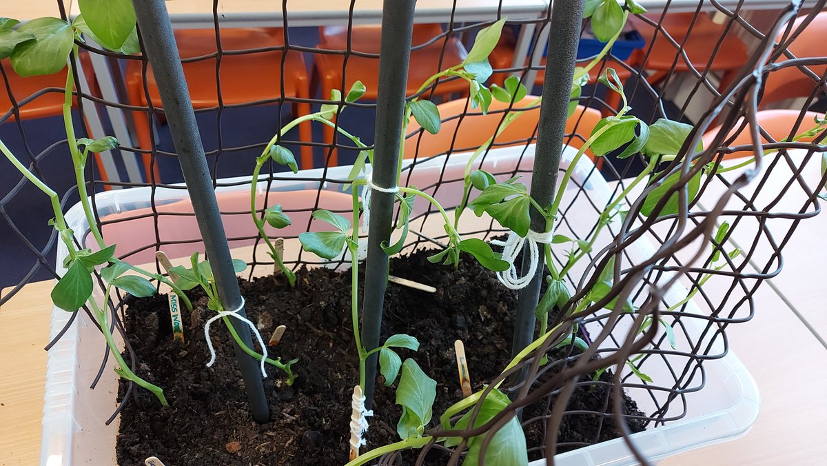 OABLJ's tweet photo. The #Year6 broad beans are still going strong! #yeargroupbubble https://t.co/TQfjTv5xeb
