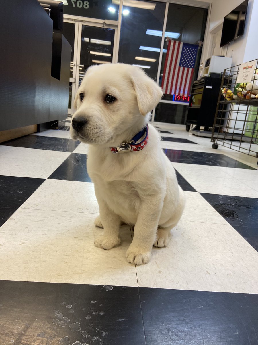 SaraReed7's tweet photo. Work attire ✅ 
#dogmom #lab #puppy #jeb https://t.co/0bK4erSfyE