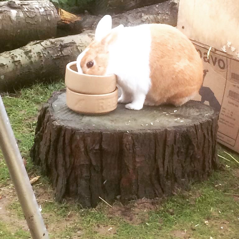 AnimalEaston's tweet photo. When you are trying to clean up but someone has other ideas...seems determined to make sure hasn’t missed anything 🤣🐰🥰
#CheekyBunny #AnimalStudies #CleanOutTime #FoodTime https://t.co/EronGZgoPE