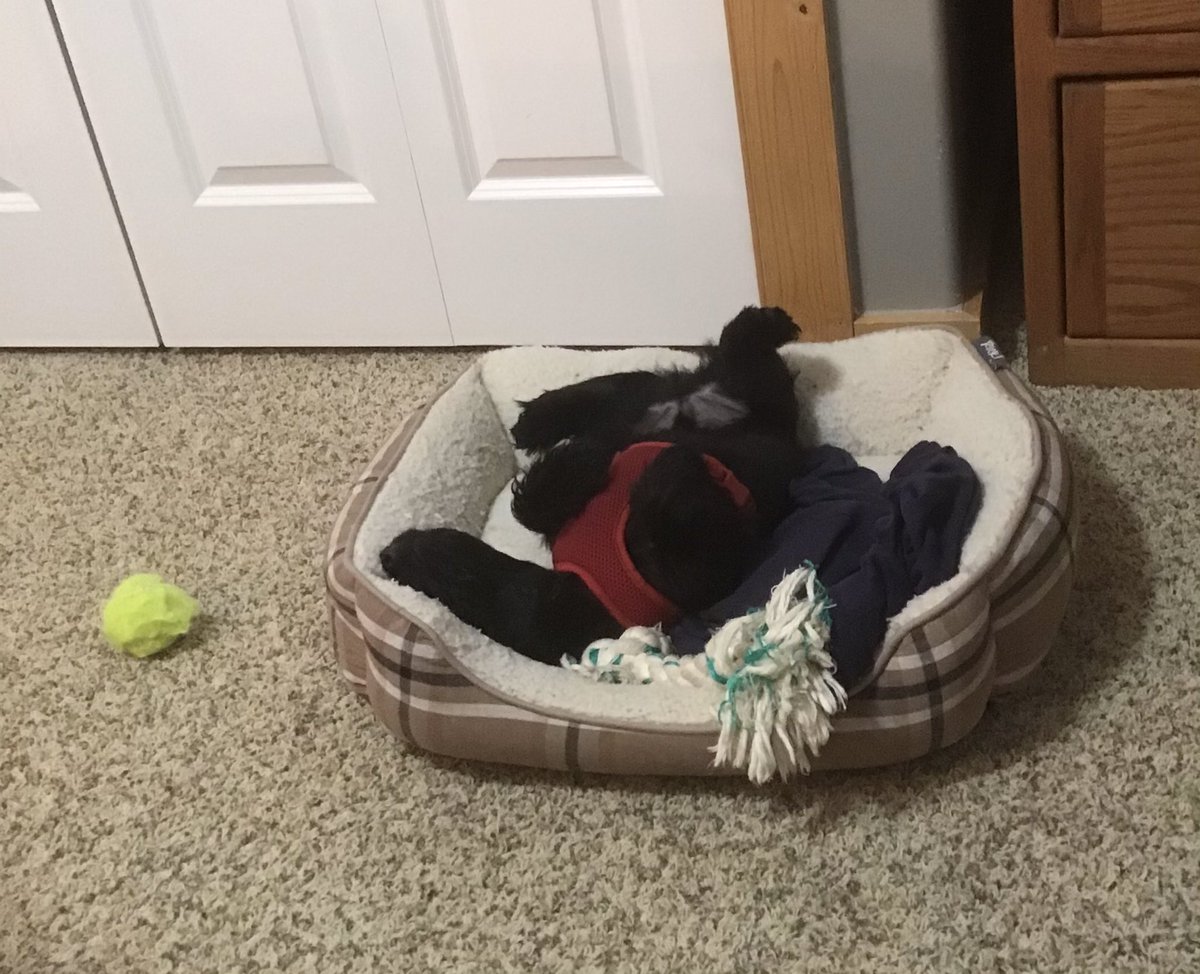 JudithSchoonov3's tweet photo. Jack is resting up for another great day @ATIAorg ! Based on his current positioning, he might benefit by learning a bit more about ergonomics from @wernedat at noon today! #ATIA2021 #CommunAT #makeyourselfcomfy https://t.co/lcBLCHzY6r
