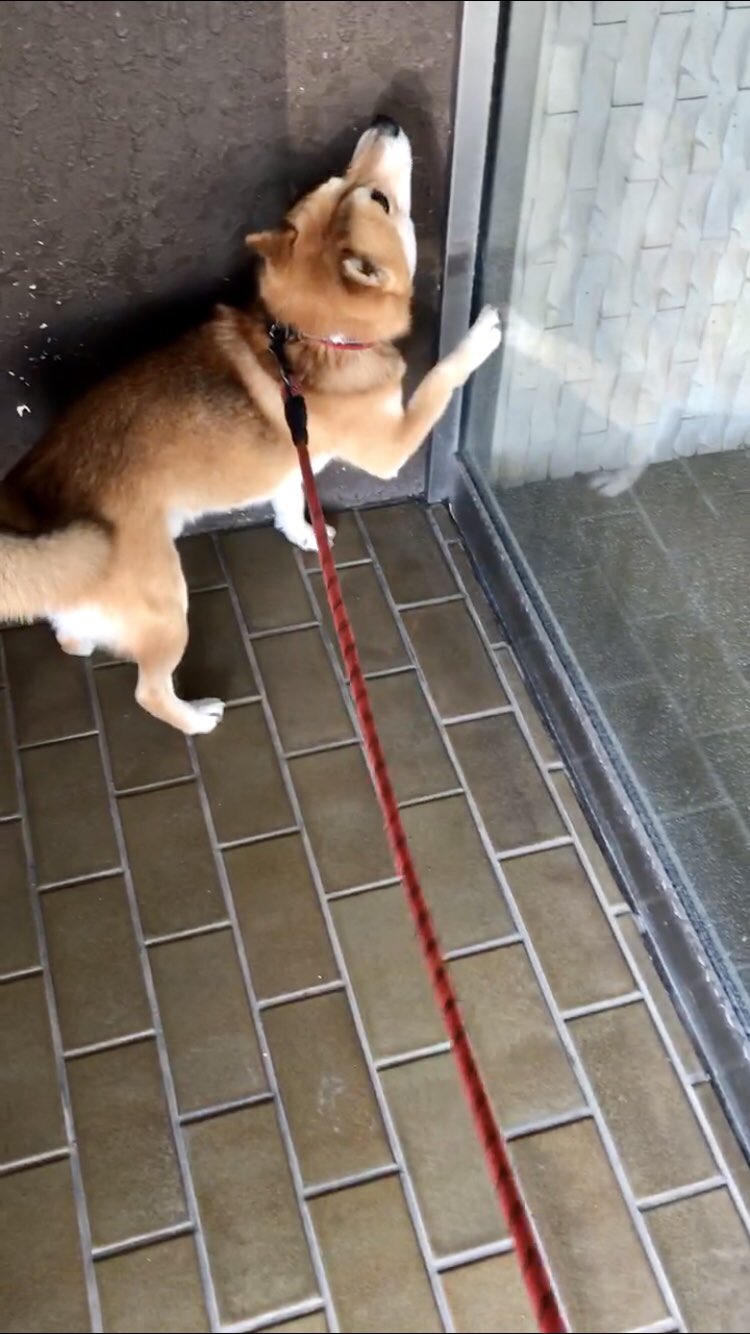 犬の鳴き声 Twitter Search Twitter