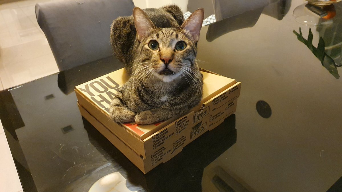 RescueCatNemo's tweet photo. NEMO What the hell!  That is NOT a place to lay down on!!

#CatsOfTwitter #cats #CatsOnTwitter #cute #cutenessOVERLOAD #catsofinstagram #catstagram https://t.co/GIVddn7Std