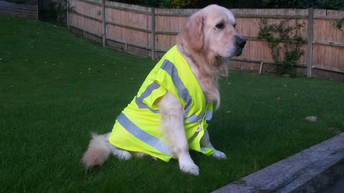 Who knew?
It's #NationalGoldenRetrieverDay!
@Tedbear_dog is our 3rd Goldie; all are from <a href="/guidedogs/">Guide Dogs</a> stock. They are the most gentle, loving, calm, devoted creatures you could meet.
BUT, please ONLY get a dog if you can take the time to train, socialise &amp; look after it properly!