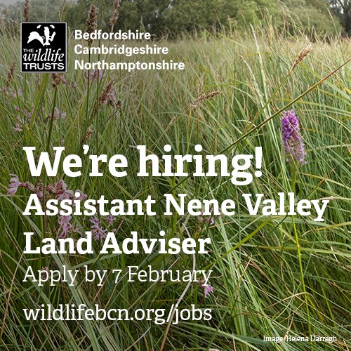 wildlifebcn's tweet image. Final few days to apply for these roles, don't miss out!
To view our job opportunities and join the team, visit: wildlifebcn.org/jobs 
#environmentjobs #jobs #hiring