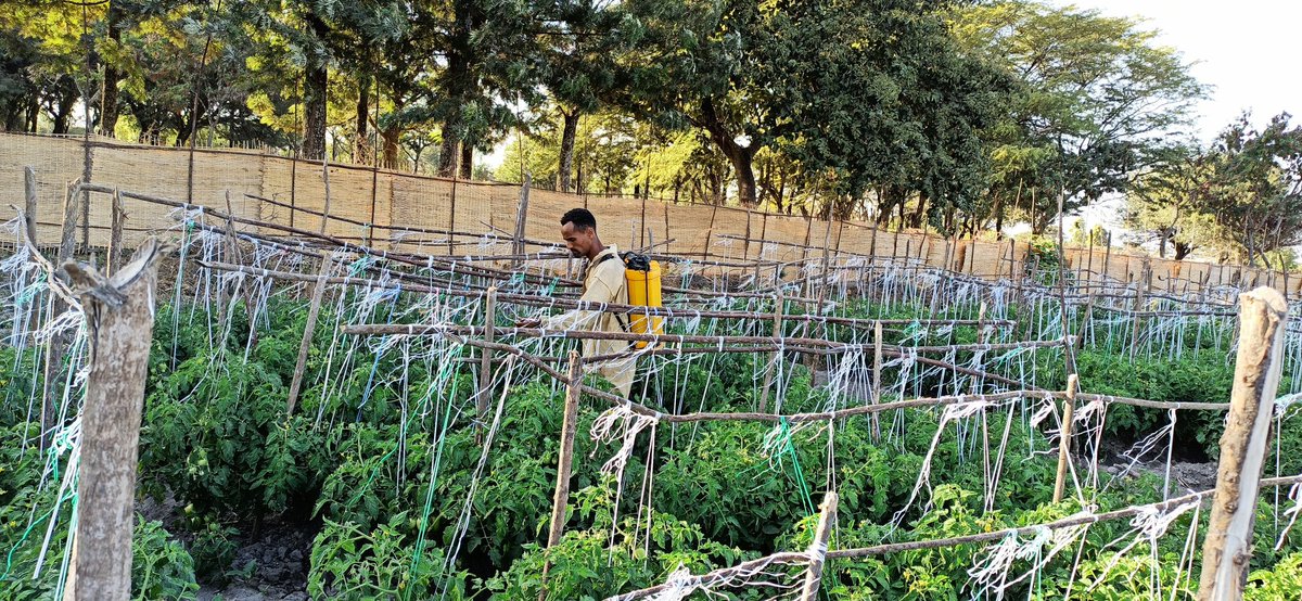 EOA_Ethiopia's tweet photo. Smallholder farmers prepare and #NeemSeed extracts for pest management on #Tomato, #Local resources for #localproblems. Avoid the use of highly toxic chemicals while you have non- toxic alternatives. https://t.co/jquKdip17d