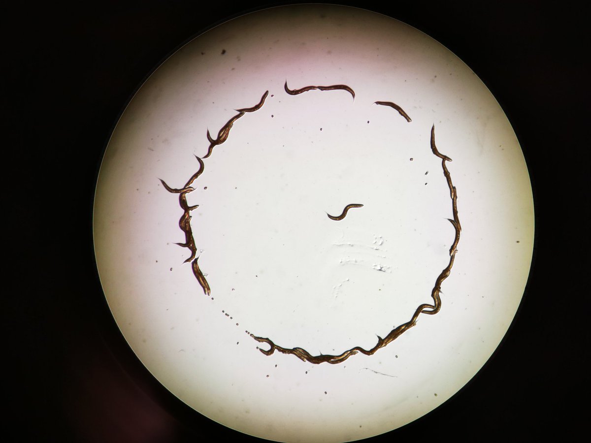 Dr. Asya Martirosyan tweet media