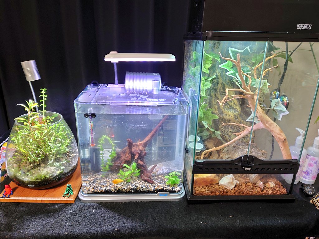 グラスキャット 餌 食べない グラスキャット 餌 食べない Everwallsip