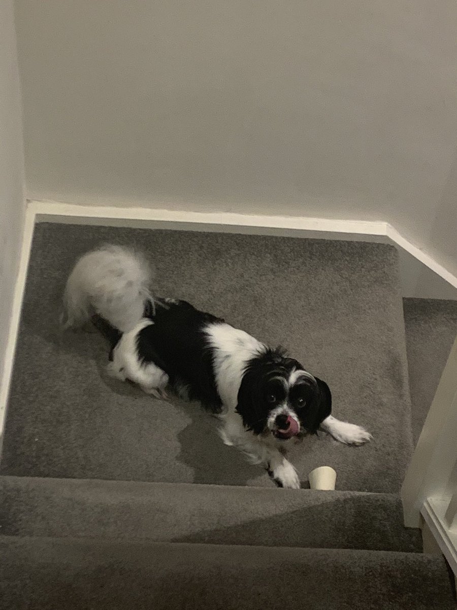 xLauraEdwardsx's tweet photo. @Tilly95156835  happy 4th birthday pups! How are they 4 already. https://t.co/K6jMKKH1WQ