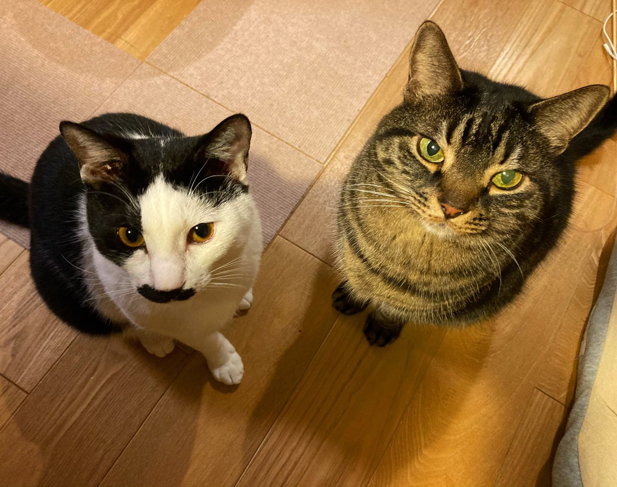 とりごえまり ミケちゃんがいなくなってから なんとなく仲間意識が芽生えてきた気がするふたり 仲良くしてね 小心者コビー ちょびヒゲ猫カイ