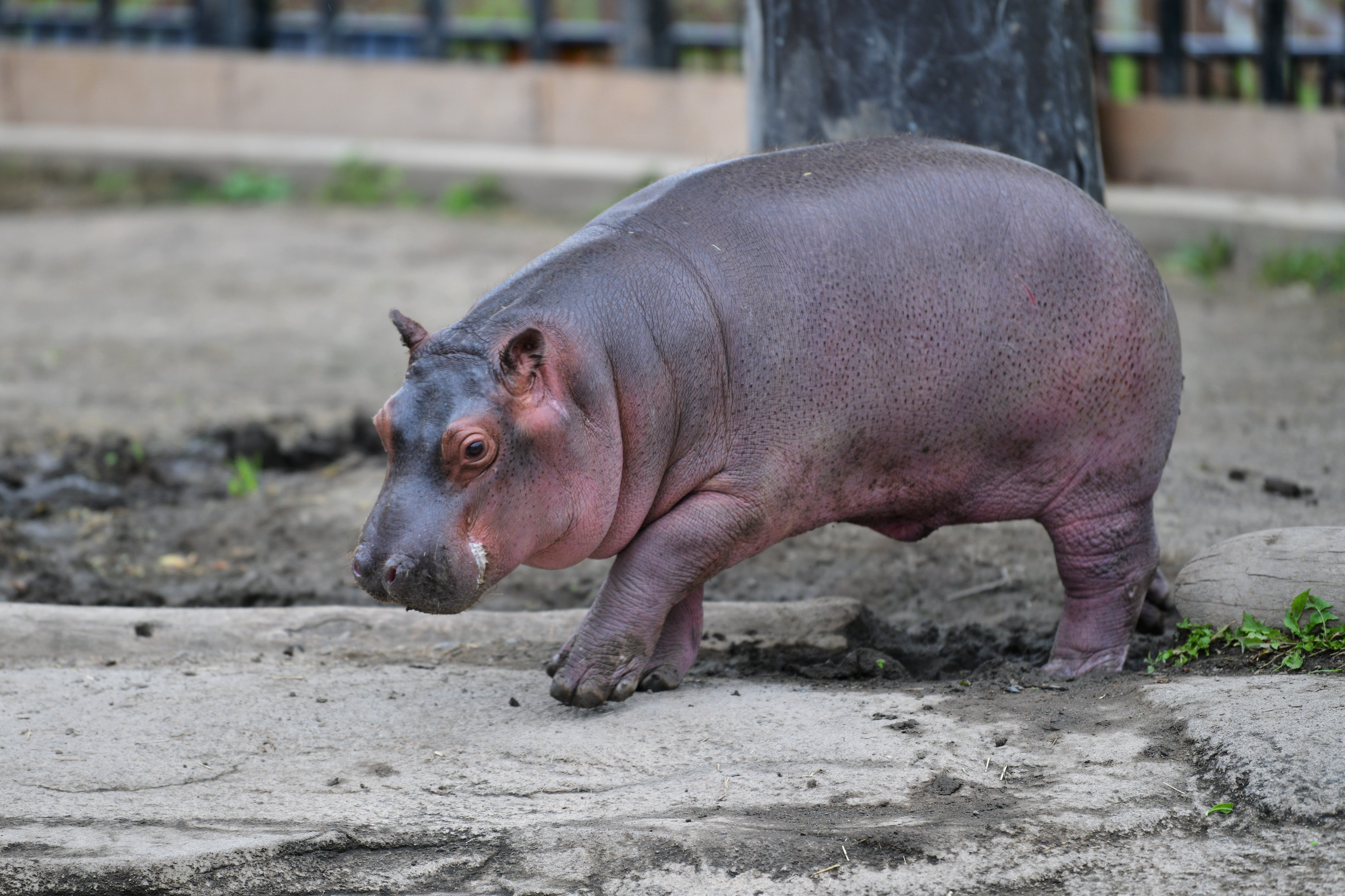 Twitter 上的 空白寺 緊急事態宣言中ひたすら動物の赤ちゃん写真を貼る 旭山動物園のカバ 6 25 お肌がツルツルです T Co Lvxnaaqmle Twitter