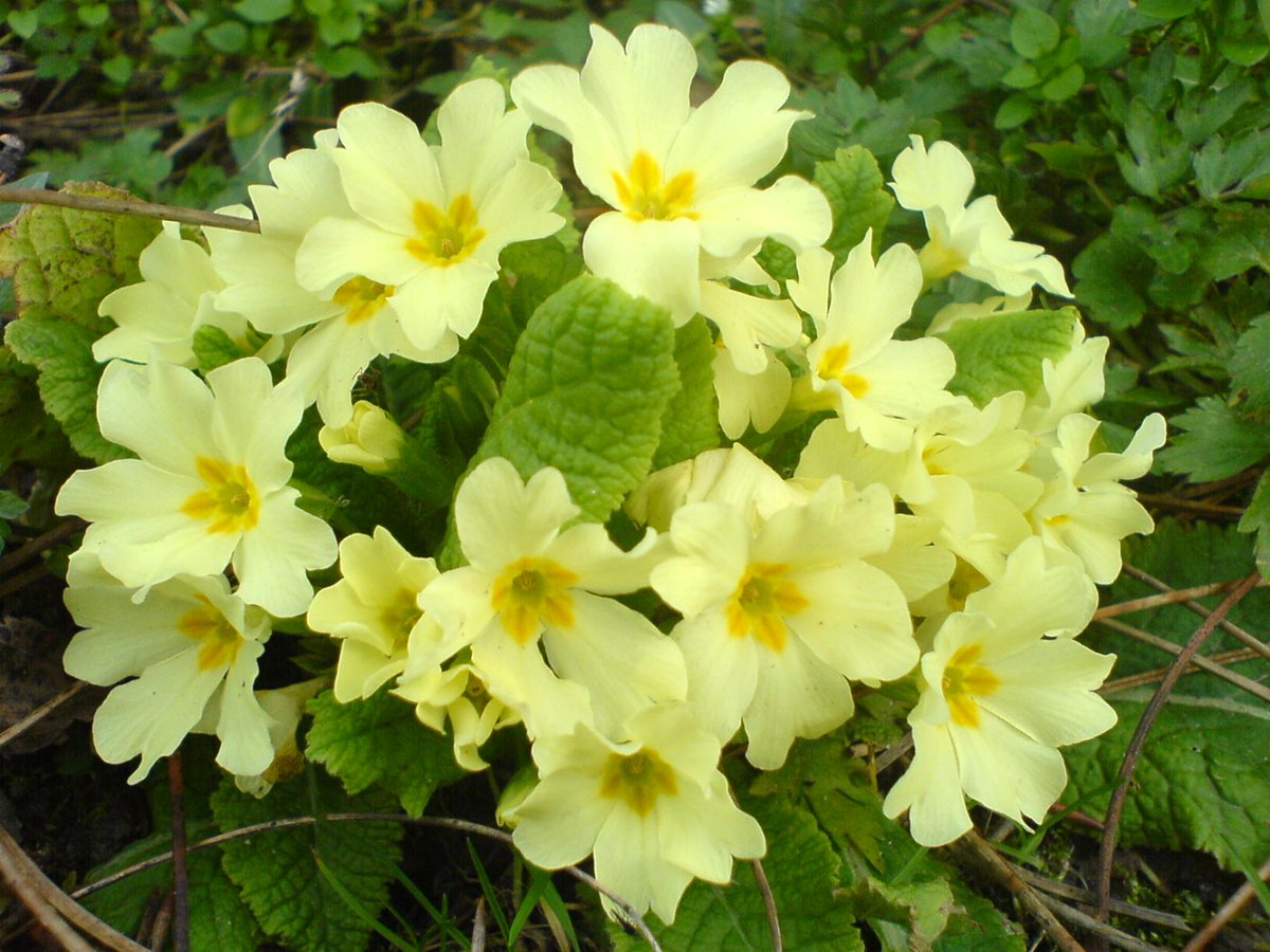 gn_habitat's tweet photo. Xa florecen nas fragas os cáncaros (Primula acaulis). #primavera #floragalega #primulaacaulis #biodiversidade #plantas https://t.co/QP6G2oIdh8
