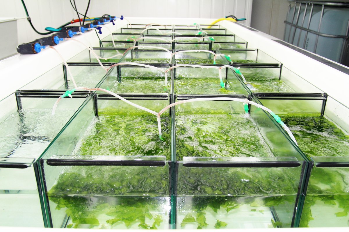 Recrutement– Technicien environnement marin H/F en CDI :
Nous recrutons actuellement pour renforcer notre Pôle Ecologie &amp; Environnement
ceva-algues.com/le-ceva/recrut…
#Algues #Emploi #environnement