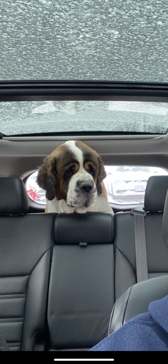 PariseRoy's tweet photo. Stitches removed, vet says he is healed up nicely, he couldn’t get out of the vets office fast enough. 10 years old and still going strong. #saintbernard #furbaby https://t.co/DnoiYsFYIw