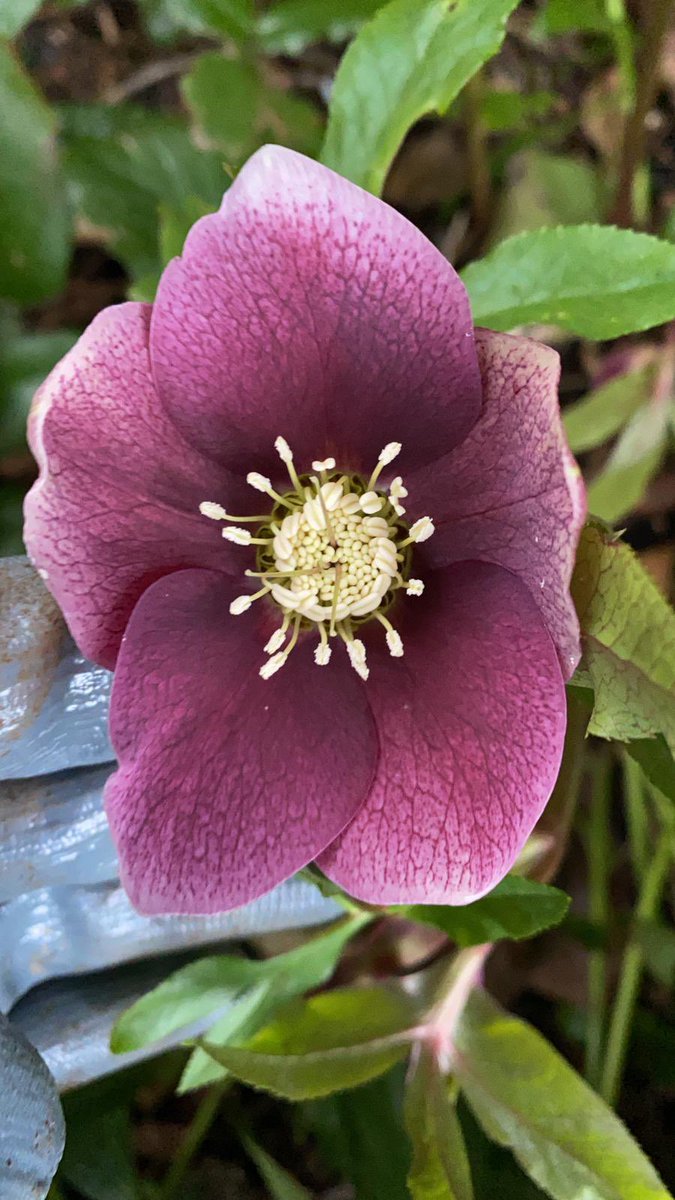 Hellebore beauty! #gardens #gardening #helleborelove