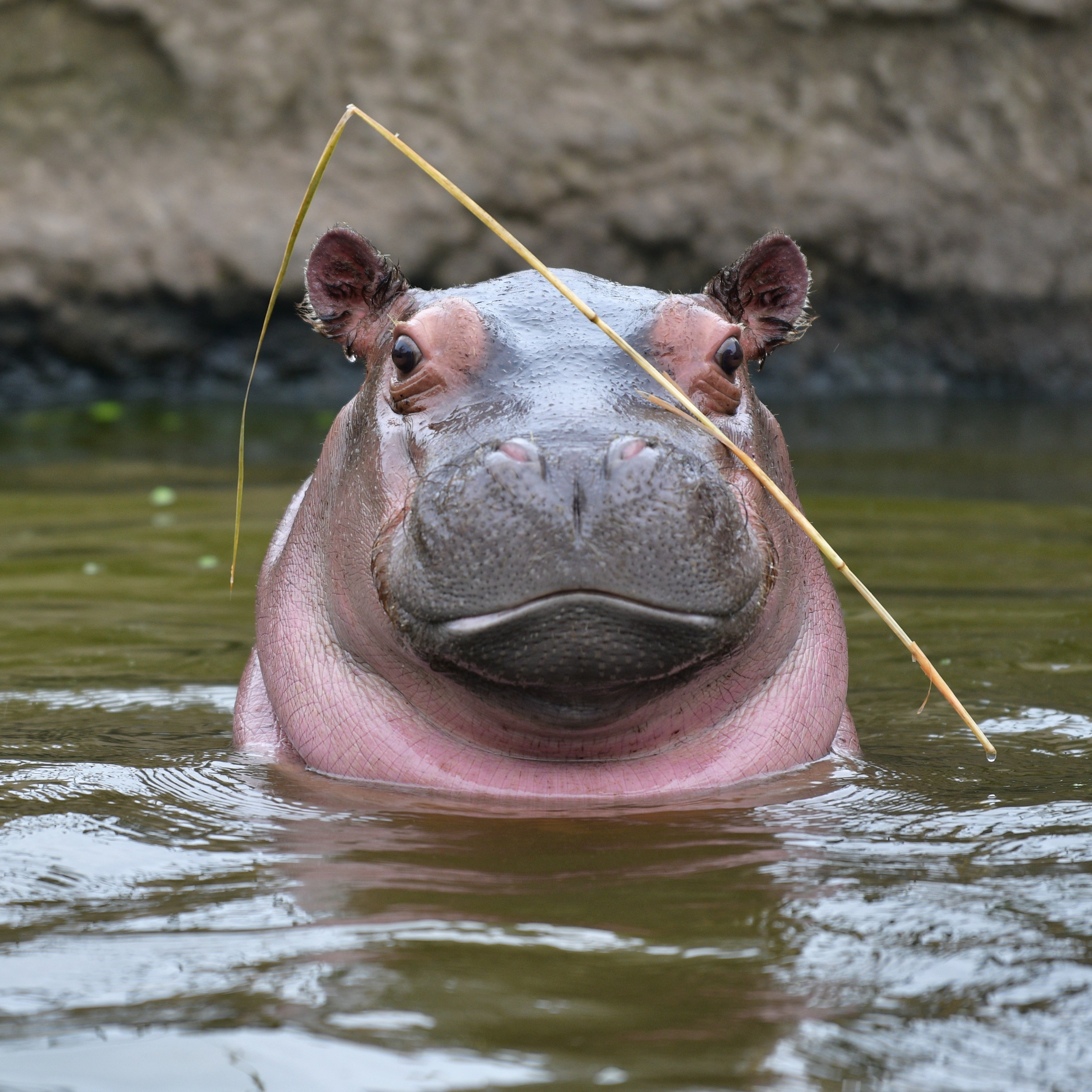 Twitter 上的 空白寺 緊急事態宣言中ひたすら動物の赤ちゃん写真を貼る 旭山動物園のカバ 6 25 お肌がツルツルです T Co Lvxnaaqmle Twitter