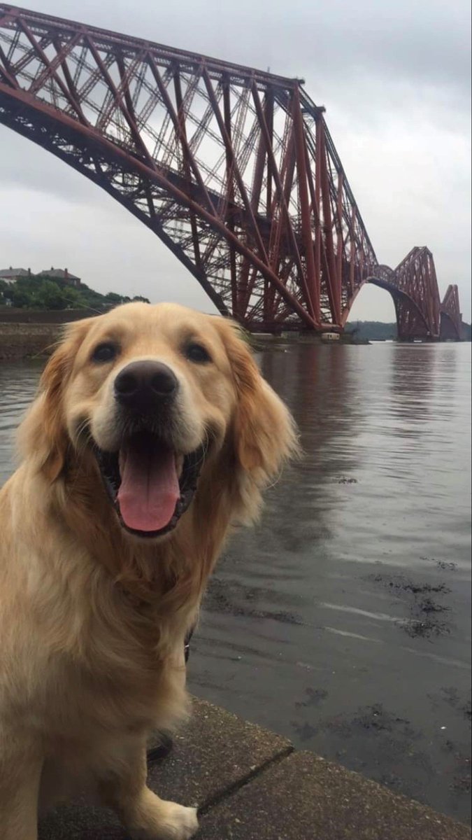 It's National #GoldenRetrieverDay!

It only feels right that we share a picture of our favourite furry employee. Thanks for always cheering us up when times get ruff Loki boy.

😆🐶^Megan